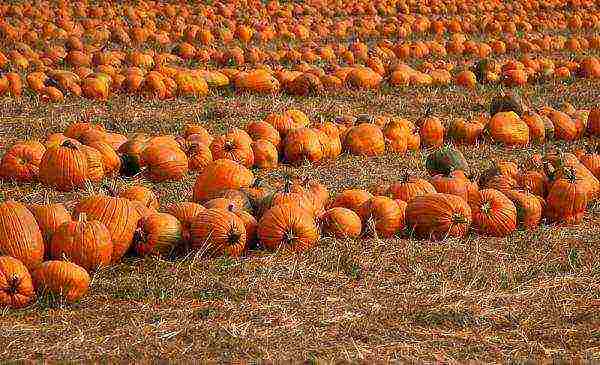 pumpkin planting and care in the open field in the Leningrad region