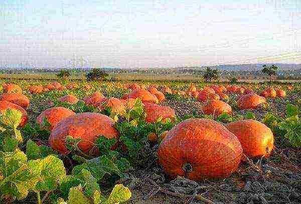 pumpkin planting and care in the open field in the Leningrad region