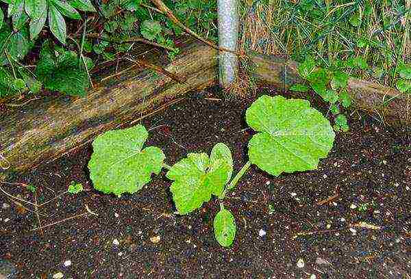 pumpkin planting and care in the open field in the Leningrad region