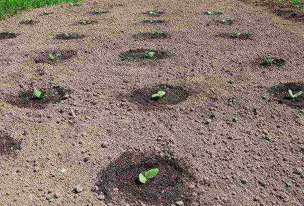 pumpkin planting and care in the open field in the Leningrad region