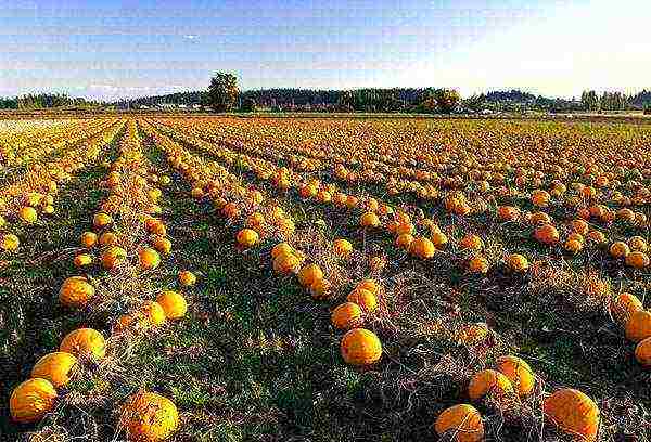 pumpkin planting and care in the open field in the Leningrad region