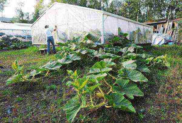 pumpkin planting and care in the open field in the Leningrad region