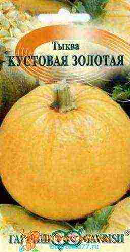 pumpkin planting and care in the open field in siberia