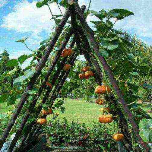 pumpkin planting and care in the open field in siberia