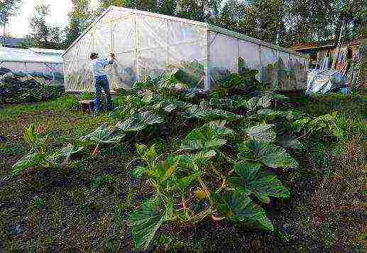 pumpkin planting and care in the open field in siberia