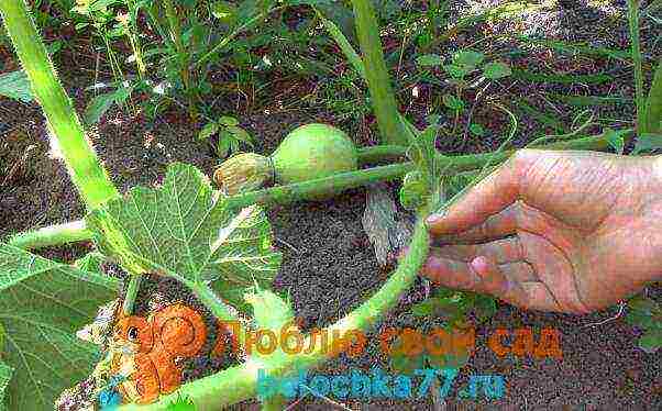 pumpkin planting and care in the open field in siberia