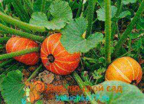 pumpkin planting and care in the open field in siberia