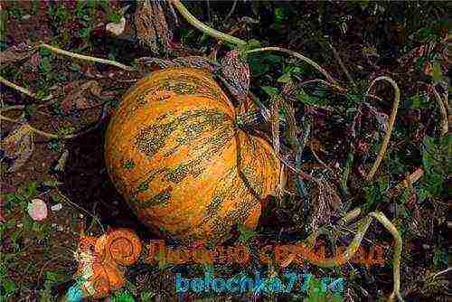 pumpkin planting and care in the open field in siberia