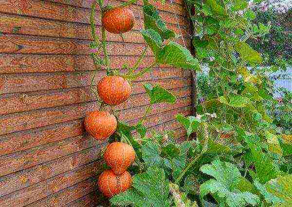 pumpkin planting and care in the open field in siberia