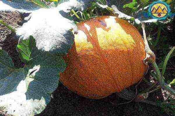 pumpkin planting and care in the open field in siberia