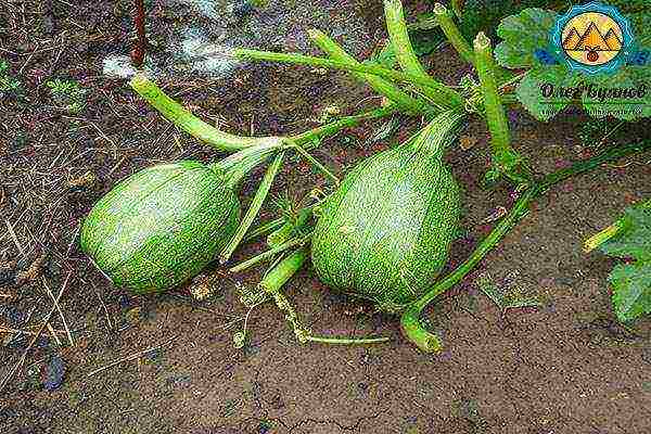 pumpkin planting and care in the open field in siberia