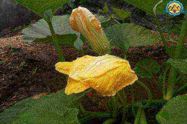 pumpkin planting and care in the open field in siberia