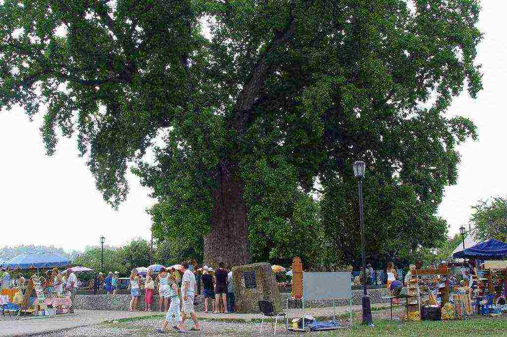 tulip tree planting and care in the open field