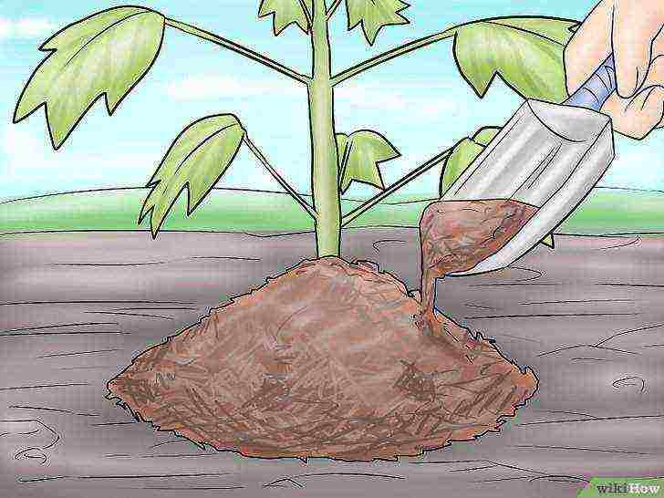 tulip tree planting and care in the open field