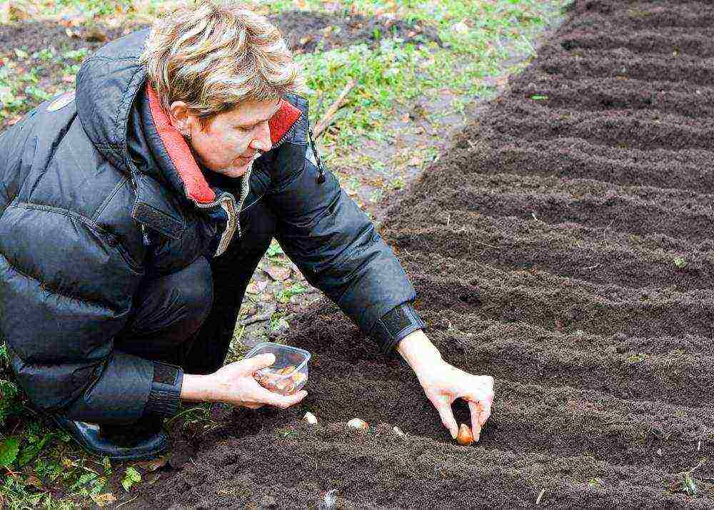 tulips and daffodils planting and care in the open field