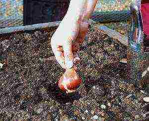 tulips and daffodils planting and care in the open field