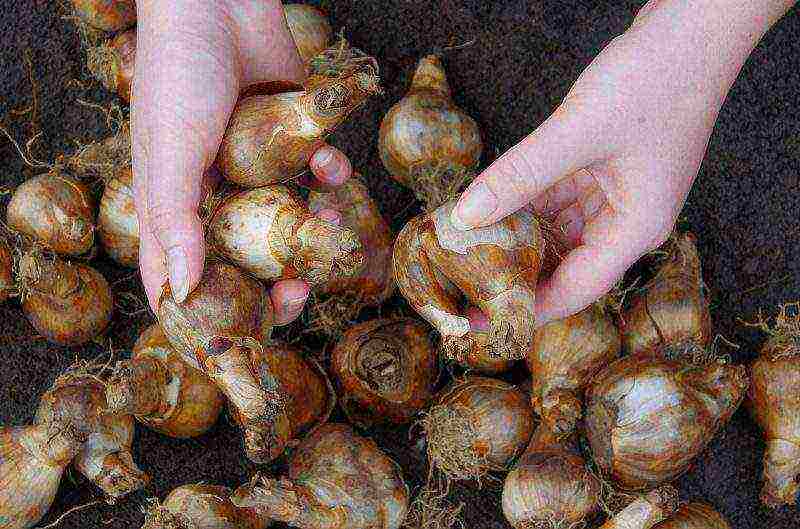 tulips and daffodils planting and care in the open field