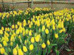 tulips and daffodils planting and care in the open field