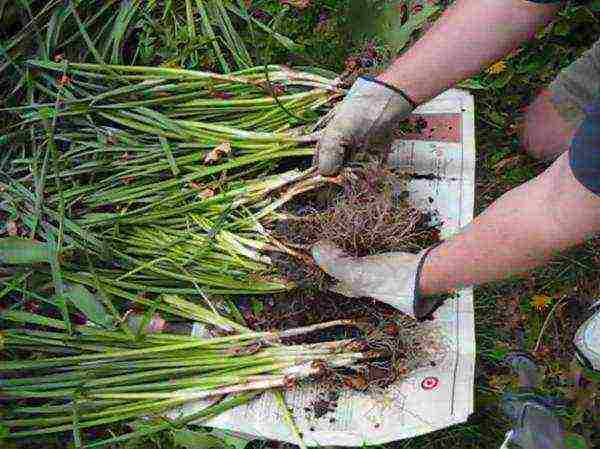 tulips and daffodils planting and care in the open field