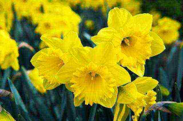 tulips and daffodils planting and care in the open field