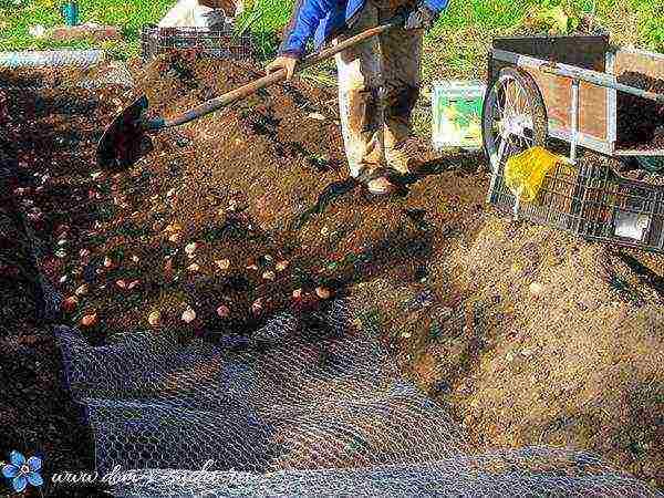 tulips and daffodils planting and care in the open field