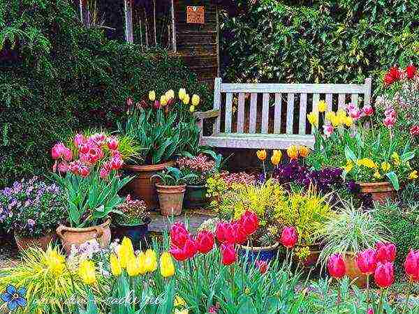 tulips and daffodils planting and care in the open field