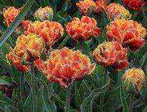 tulips planting and care in the open field in the Urals in spring