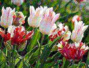 tulips planting and care in the open field in the Urals in spring