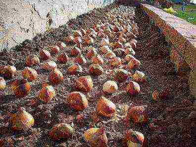 tulips planting and care in the open field in the Urals in spring