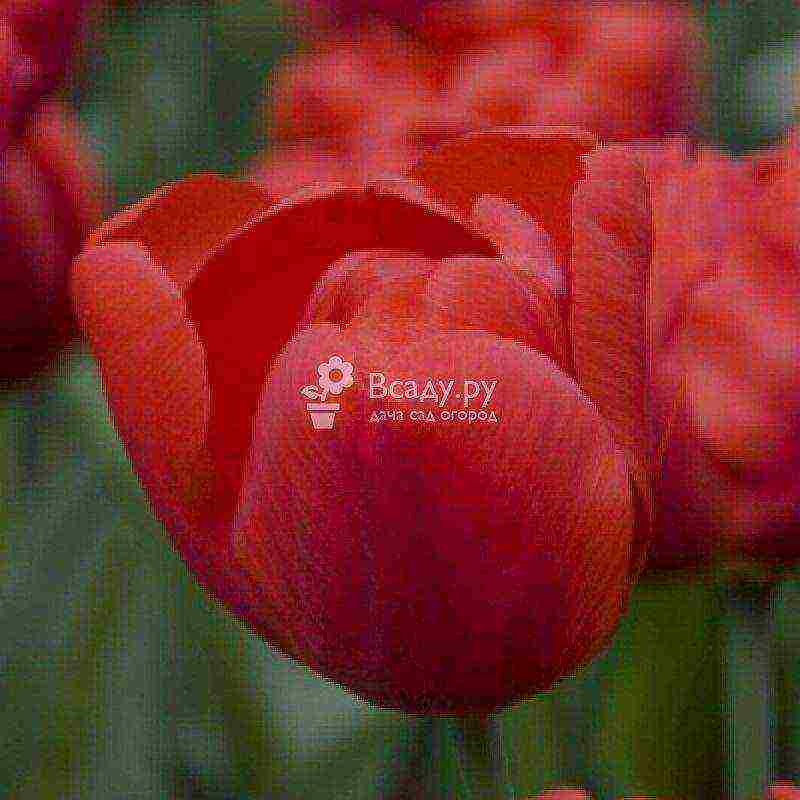 tulips planting and care in the open field in the Urals in spring