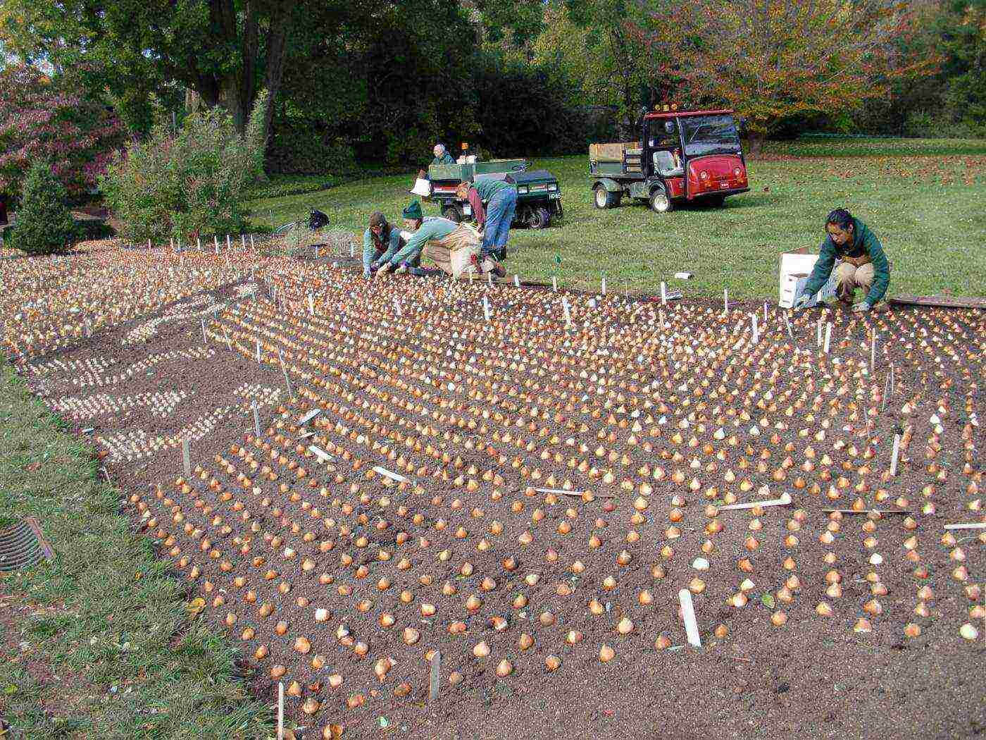 tulips planting and care in the open field in the Urals in spring