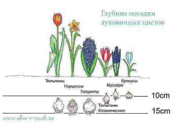 tulips planting and care in the open field in the Urals in spring