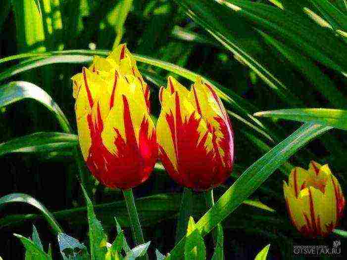 sadnju i njegu tulipana na otvorenom polju na Uralu u proljeće