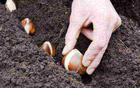 tulips planting and care in the open field in the Urals in spring