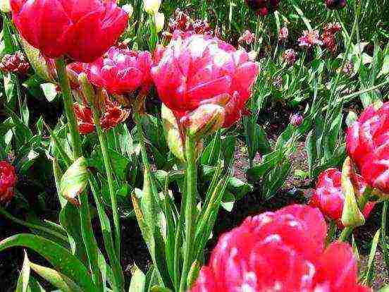 sadnju i njegu tulipana na otvorenom u jesen i proljeće