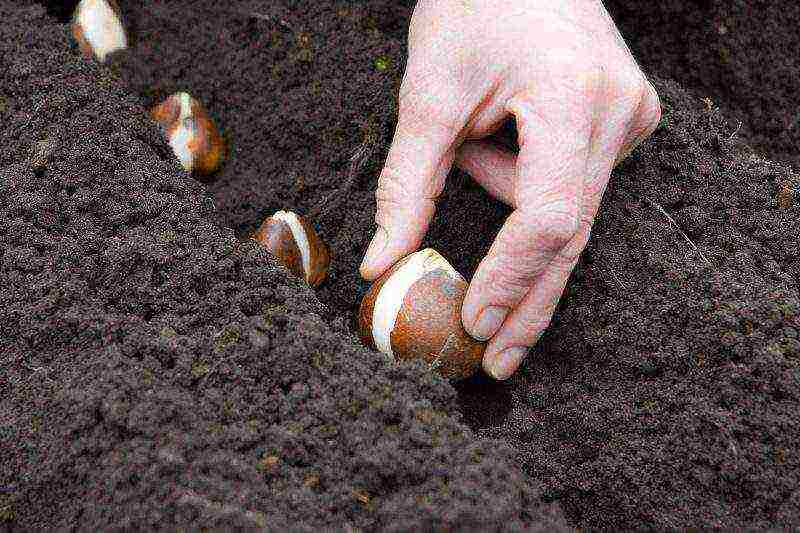 tulips planting and care outdoors in autumn and spring