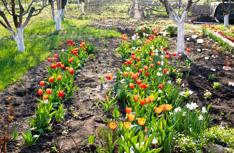 tulips planting and care in the open field in the fall in the suburbs