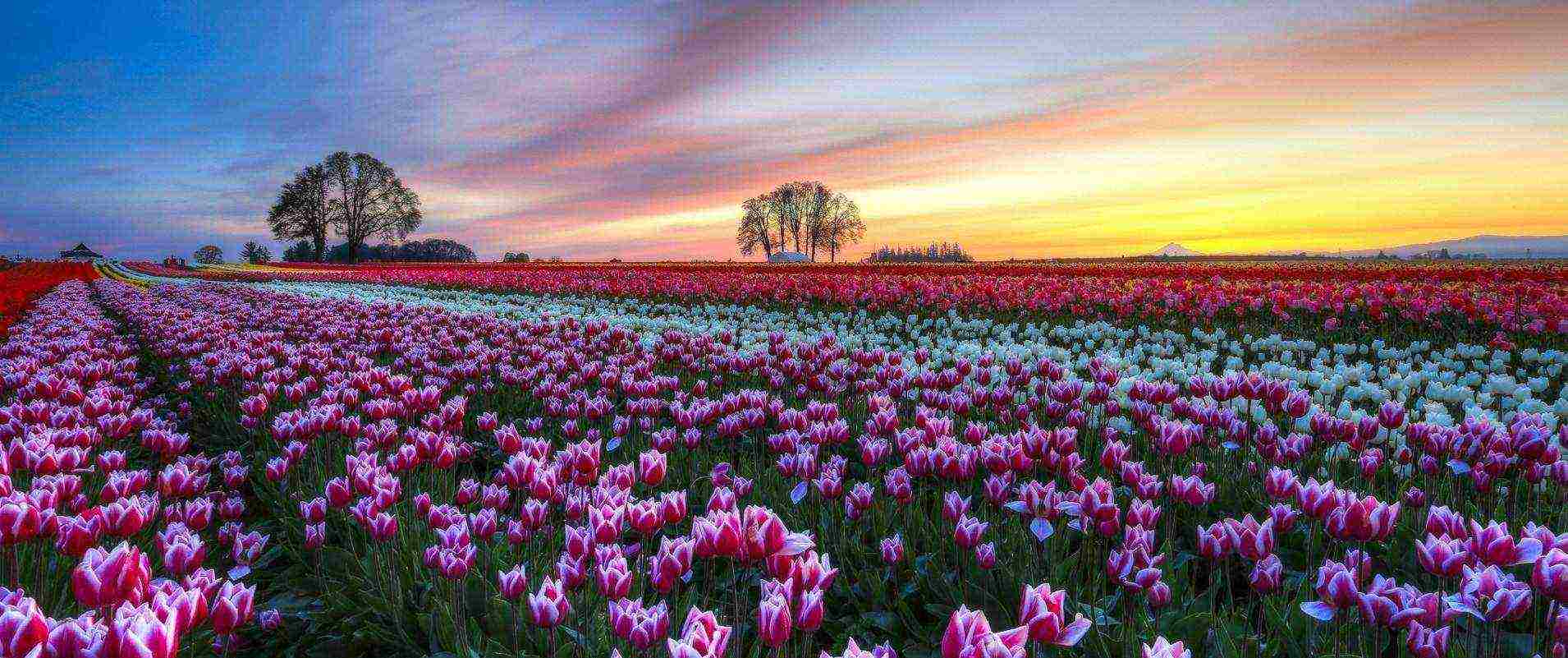 tulips planting and care in the open field in the fall in the suburbs