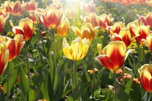 tulips planting and care in the open field in the suburbs