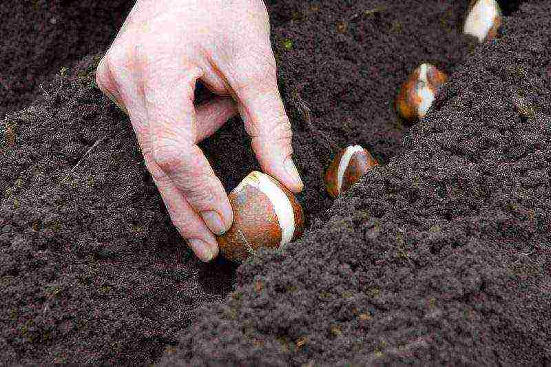 tulips planting and care in the open field in the suburbs