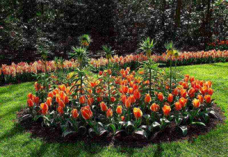 tulips planting and care in the open field in the suburbs