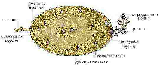 potatoes grown from tubers have a root system