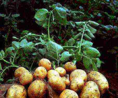 ang mga patatas na lumago mula sa tubers ay may root system