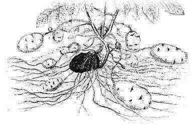 potatoes grown from tubers have a root system