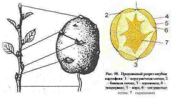 potatoes grown from tubers have a root system