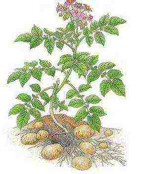 potatoes grown from tubers have a root system