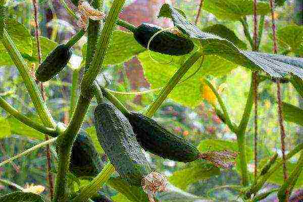 care for cucumbers after planting in open ground