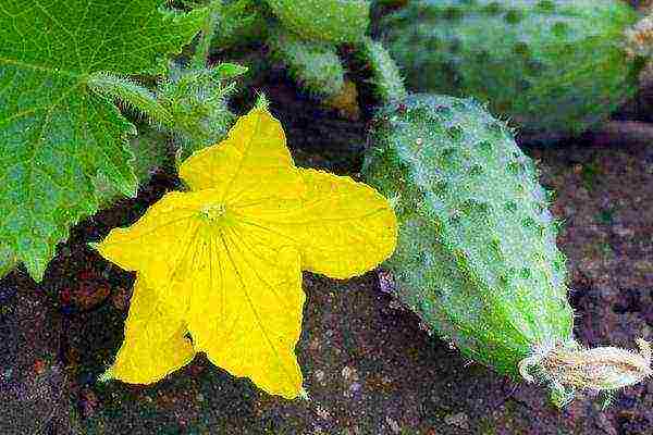 care for cucumbers after planting in open ground