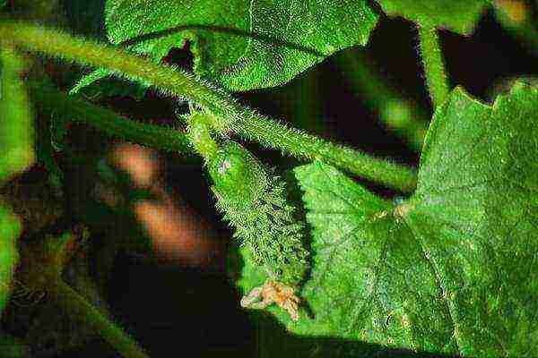 care for cucumbers after planting in open ground