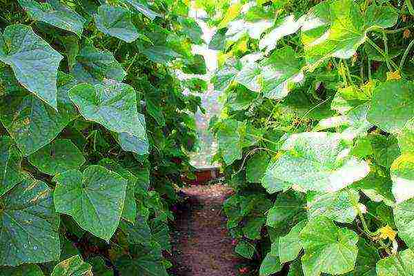 care for cucumbers after planting in open ground